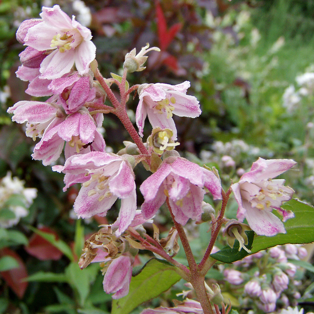 Sternchenstrauch, Deutzia, Blütenpflanze, Hecke,