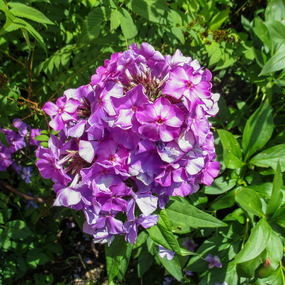 Phlox Blue Paradies, Flammenblume, Beetstaude