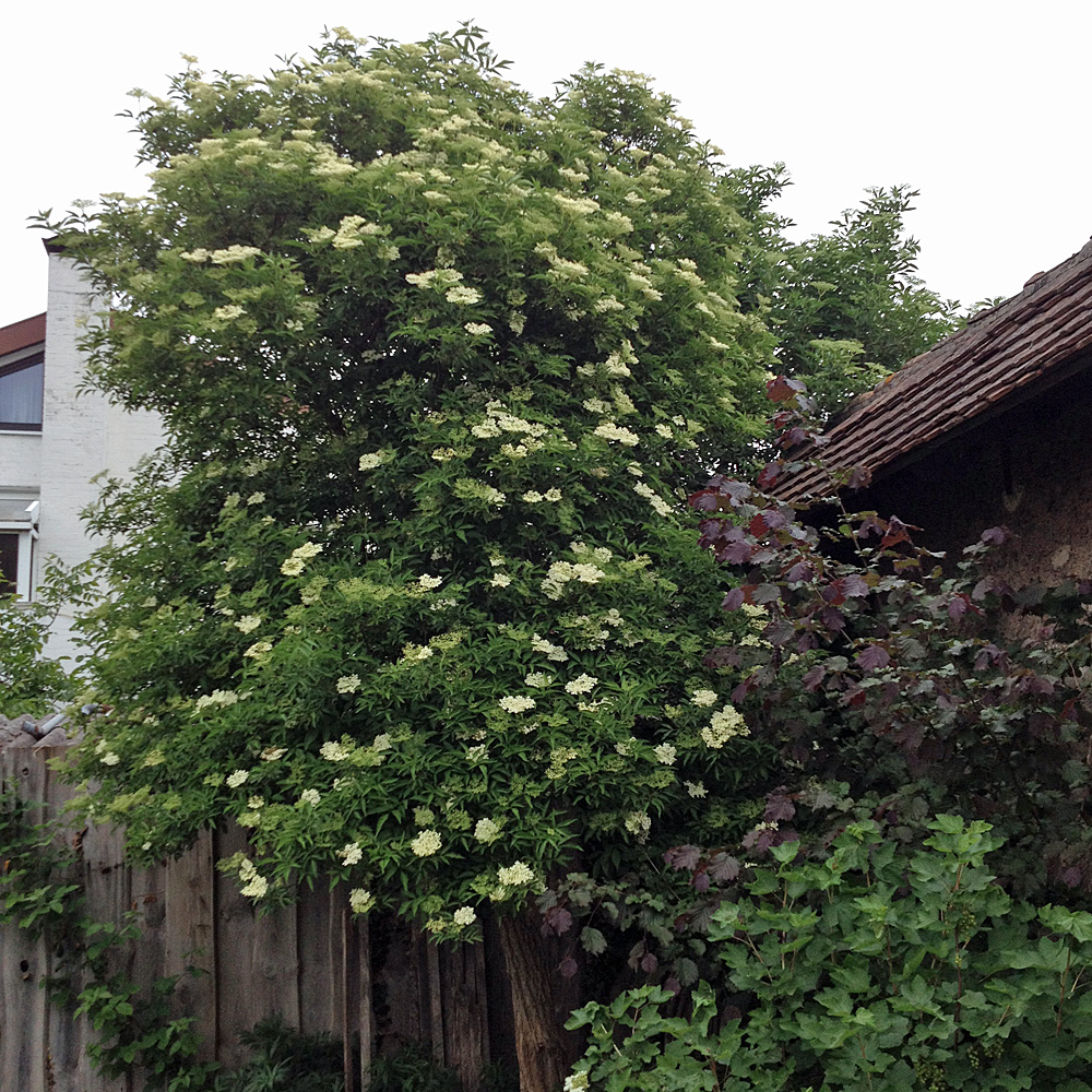 Schwarzer Holunder, Sambucus, Bienenweide