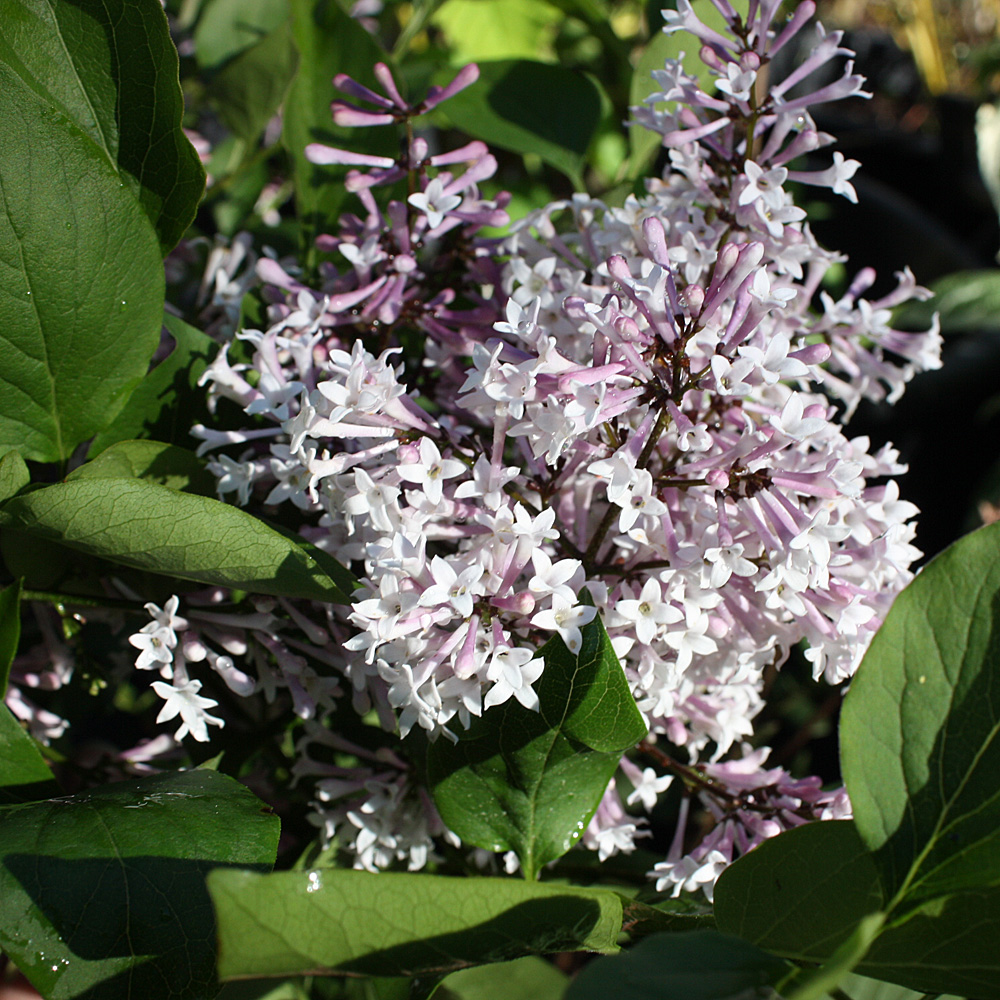 Zwergflieder Miss kim, Flieder, Syringa, Blütenstrauch