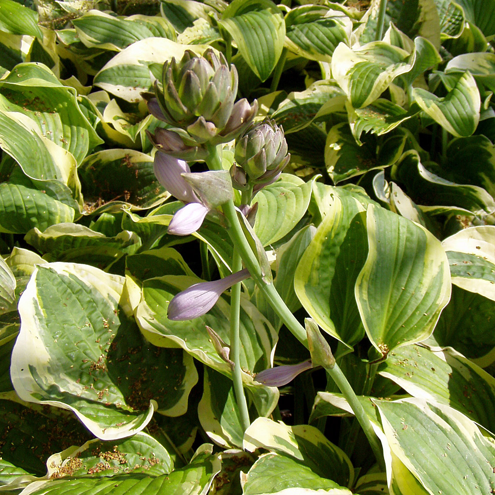 Funkie Wide Brim, Hosta, Blattschmuckstaude