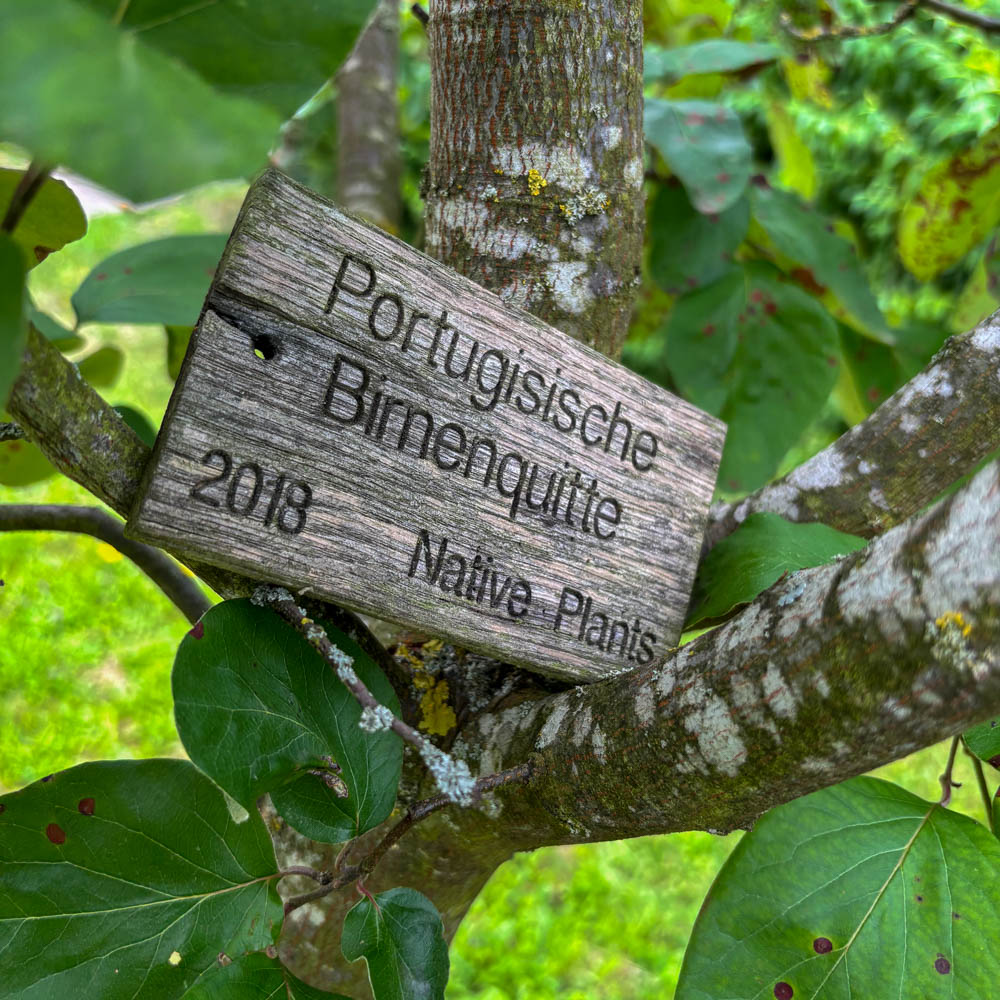 Quitte 'Portugiesische Birnenquitte'