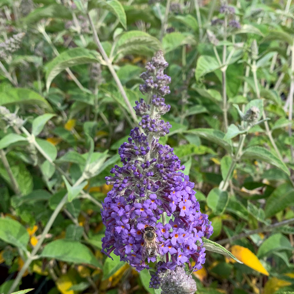 Sommerflieder 'Lochinch'