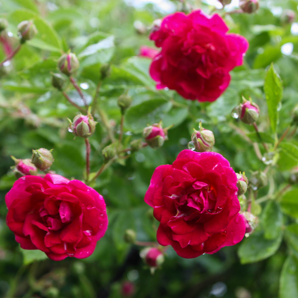 Kletterrose 'Super Excelsa' ®