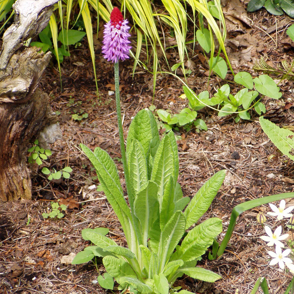 Orchideen Primel, Schattenpflanze
