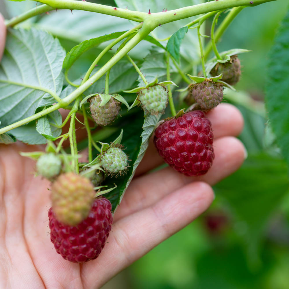 Zwerg Himbeere 'Lowberry' ® 'Baby Dwarf' ®