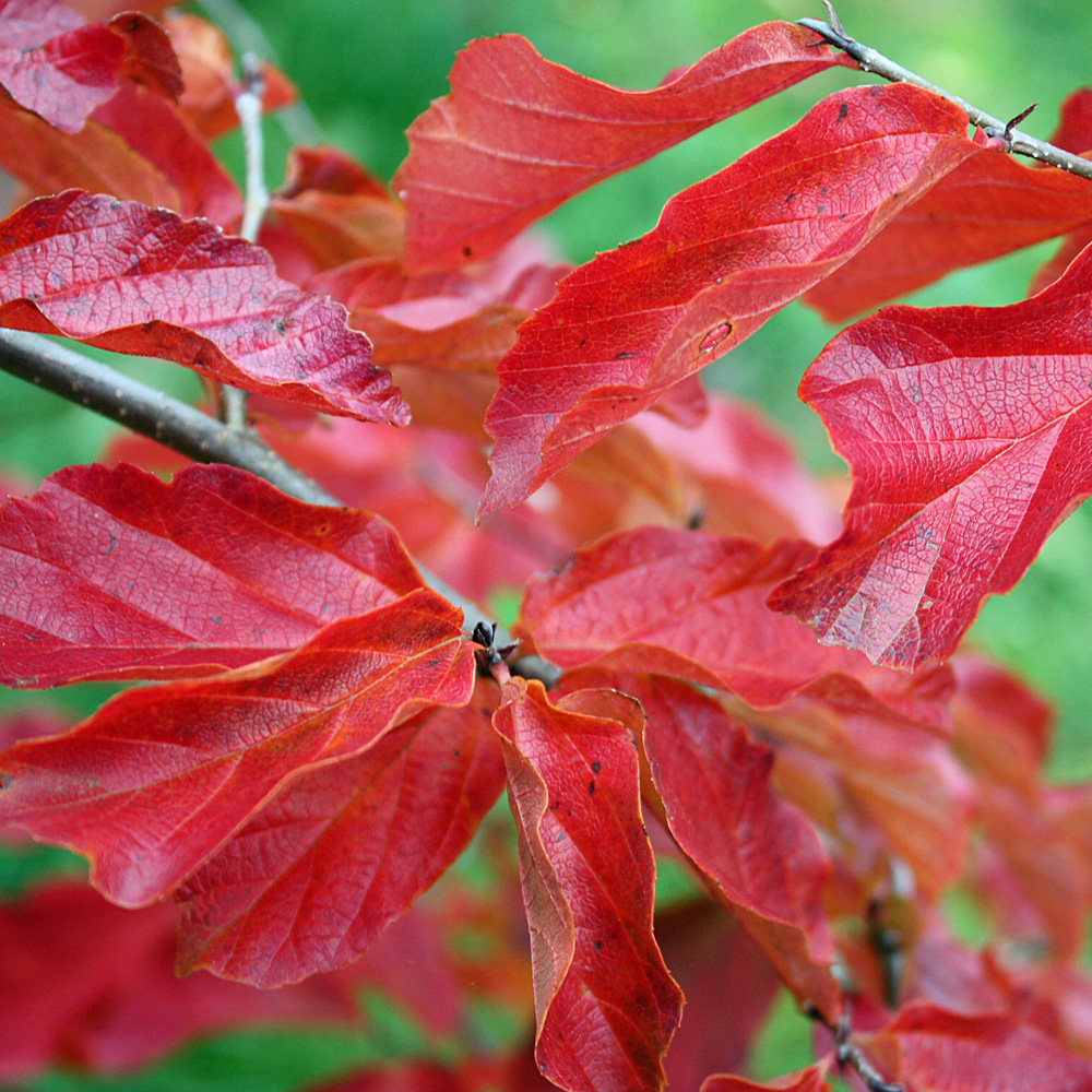 Eisenbaum, Parrotia, Winterblüher