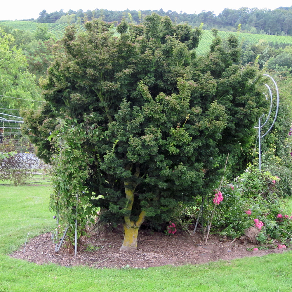 Fächerahorn, Ahorn, Acer, Blattschmuck