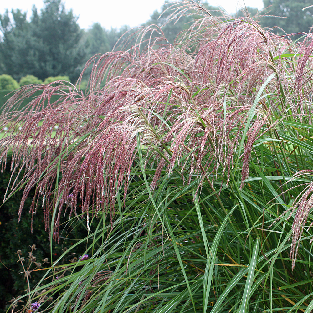Chinaschilf Flamingo, Ziergras mit roten Blütenrispen