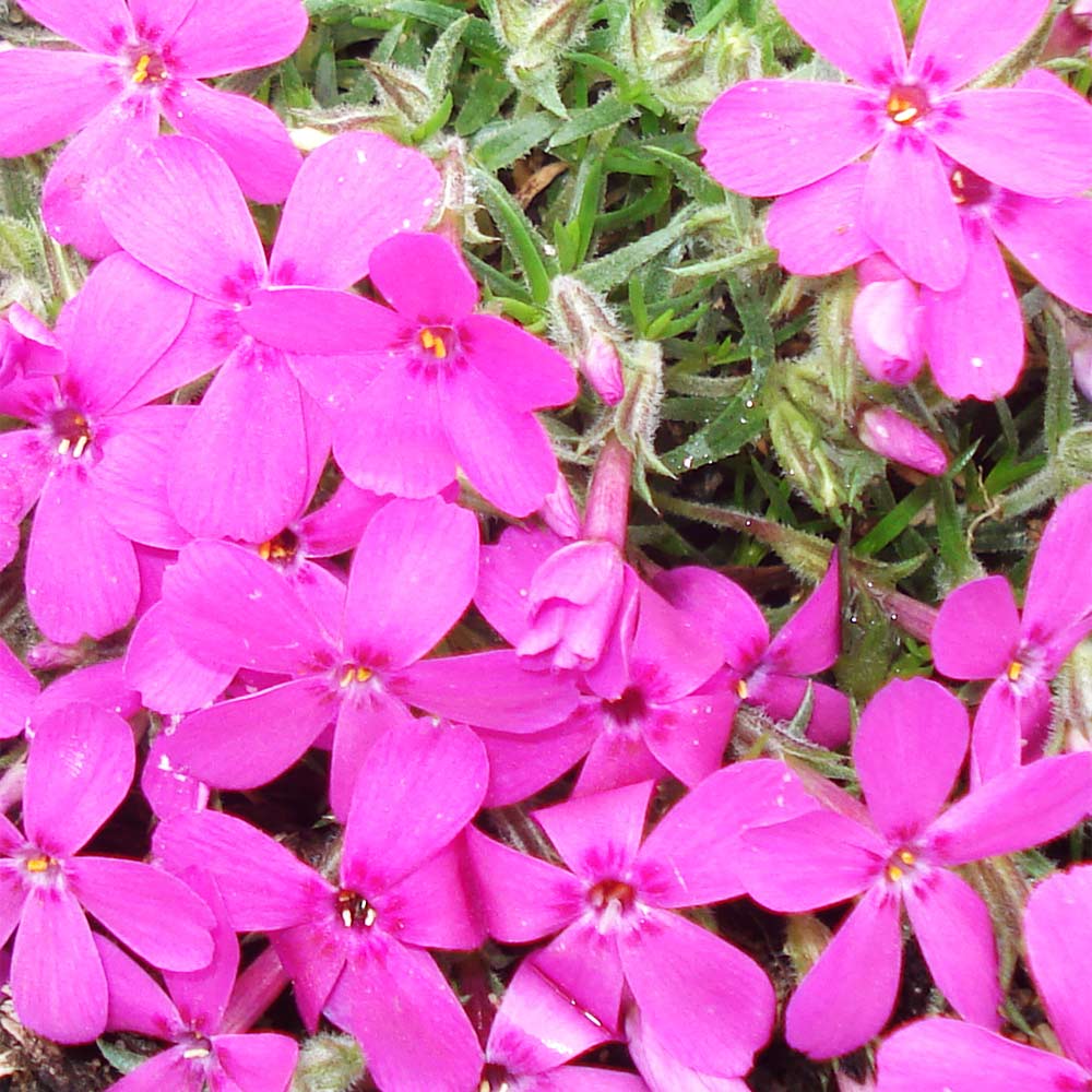 Polsterphlox 'Crackerjack'
