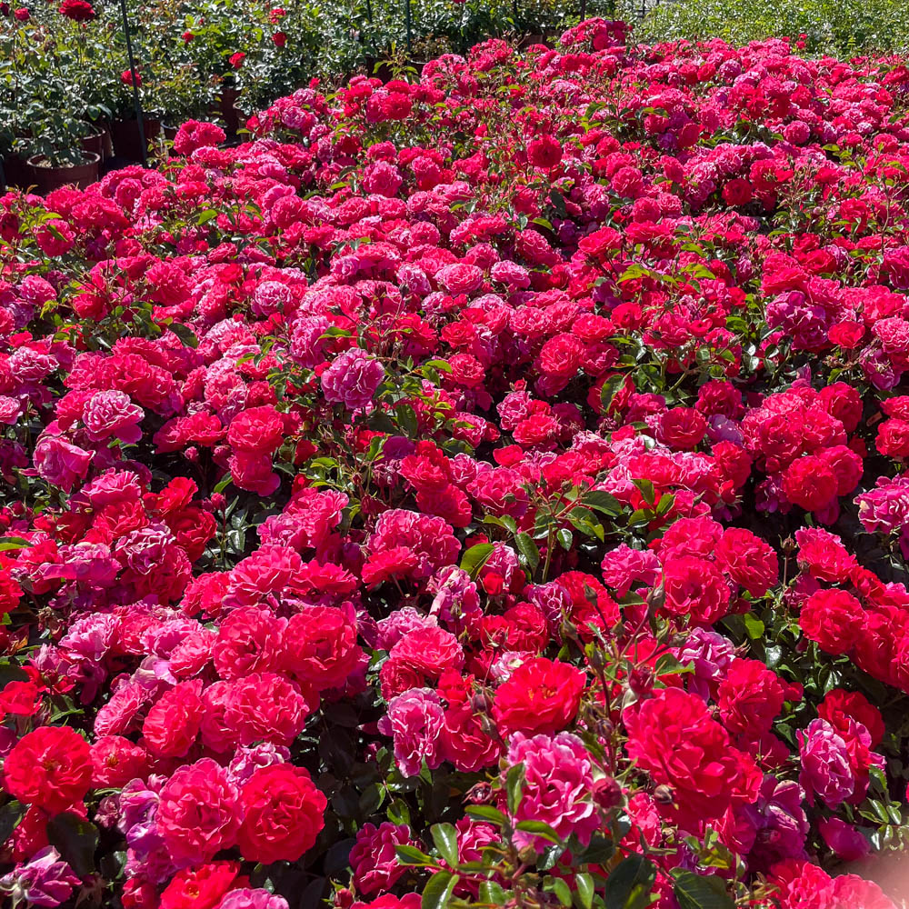 Bodendeckerrose, Beetpflanze, Beeteinfassung