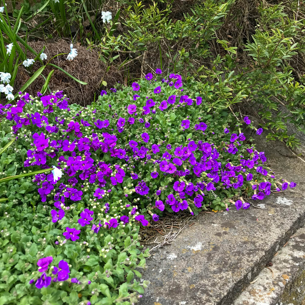 Blaukissen 'Blaumeise'