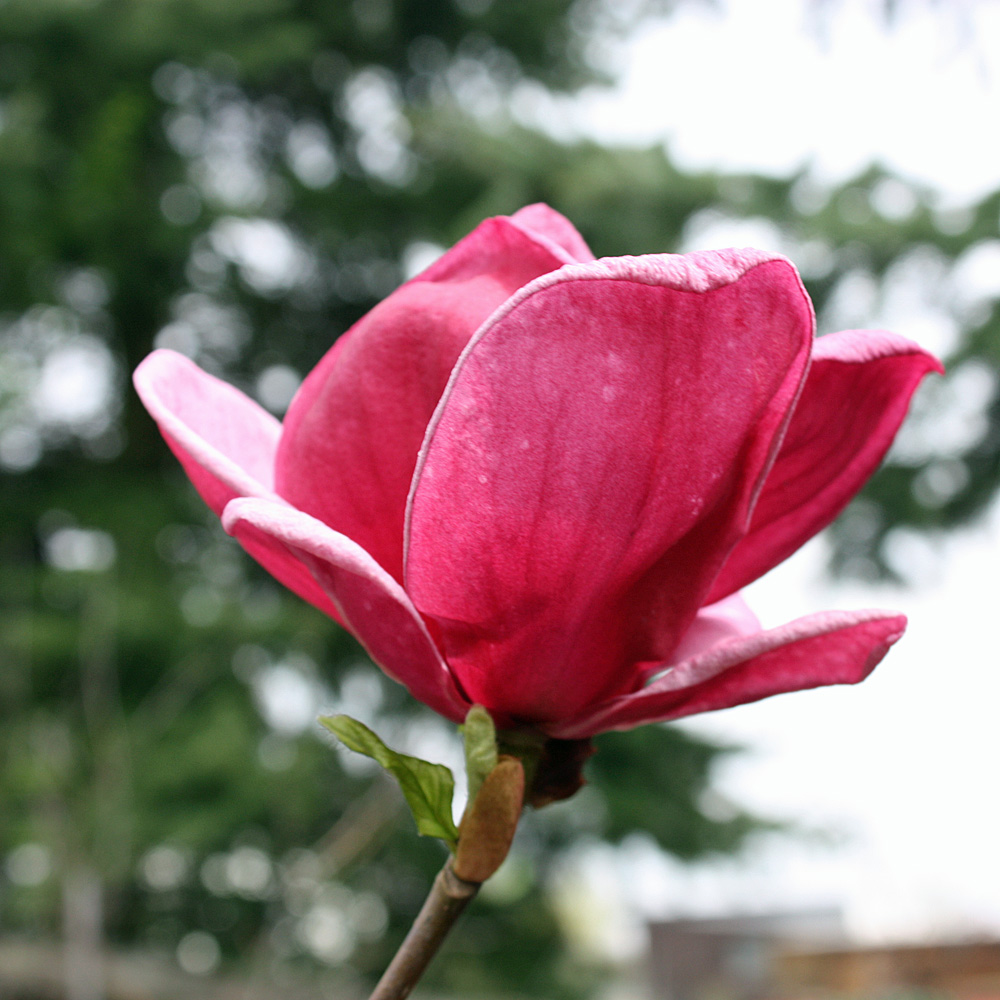 Magnolie Genie, Magnolia, Frühjahrsblüher