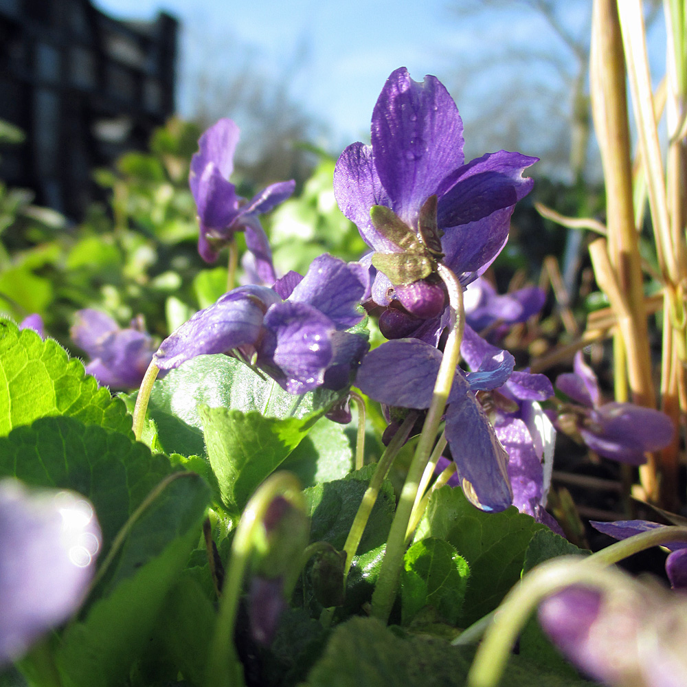 Duft Veilchen Königing Charlotte, Viola, Duftpflanze