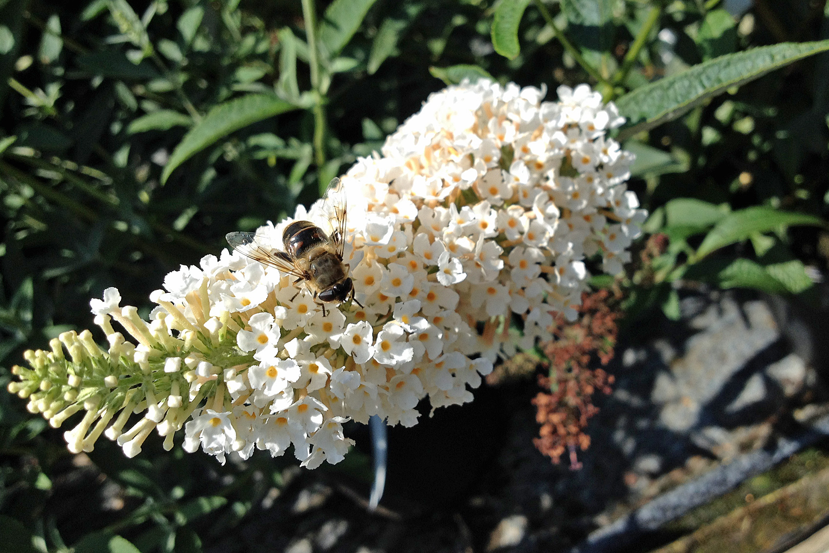 Sommerflieder pflanzen und pflegen
