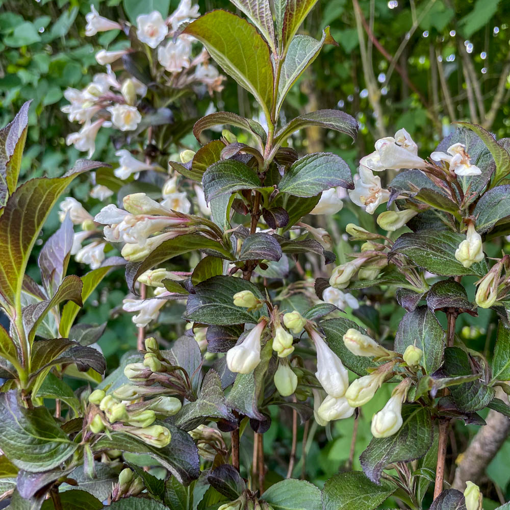 Weigelie 'Ebony and Ivory'
