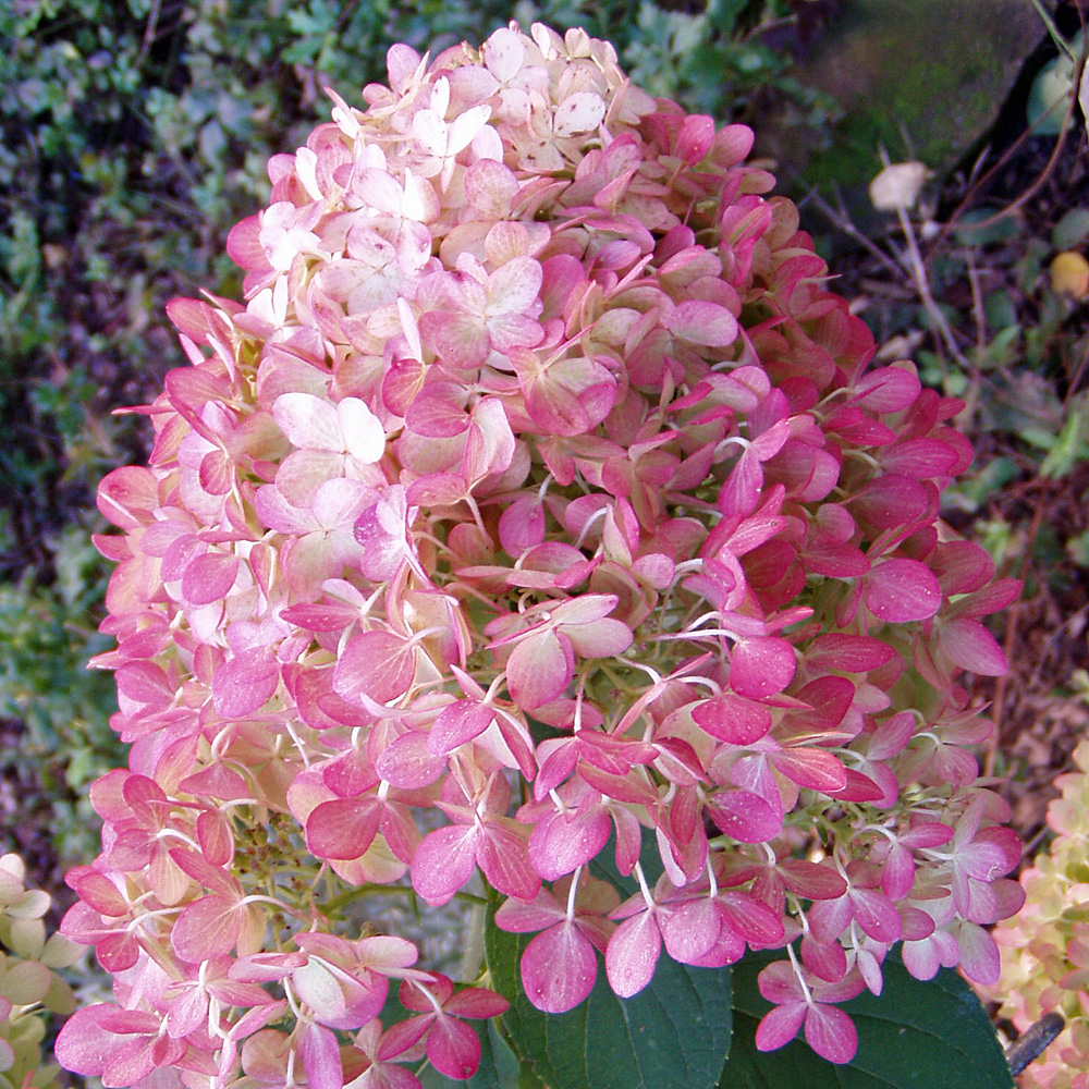 Rispenhortensie 'Limelight' als Stämmchen