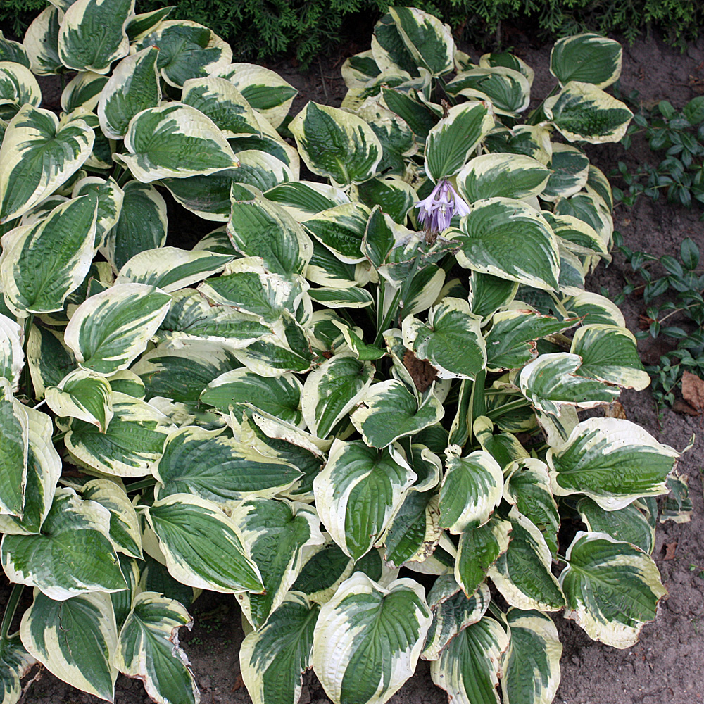 Funkie Wide Brim, Hosta, Blattschmuckstaude