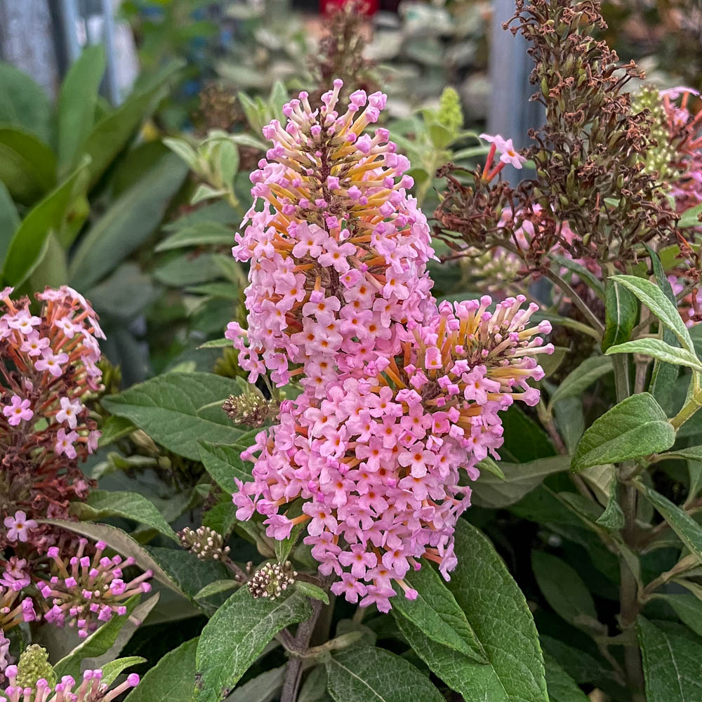 Zwerg Sommerflieder Butterfly Candy 'Little Pink'