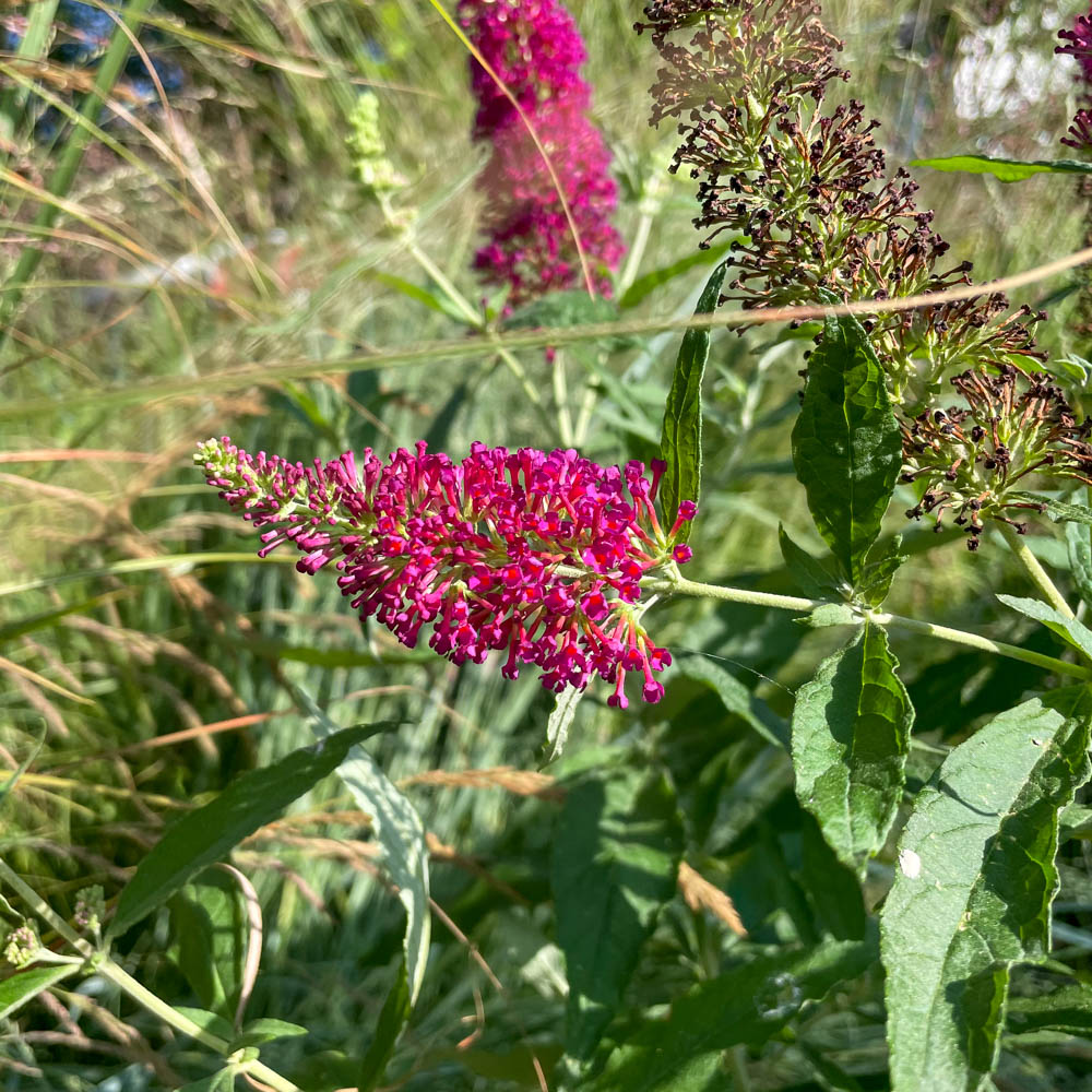 Zwerg Sommerflieder Buzz® 'Wine'