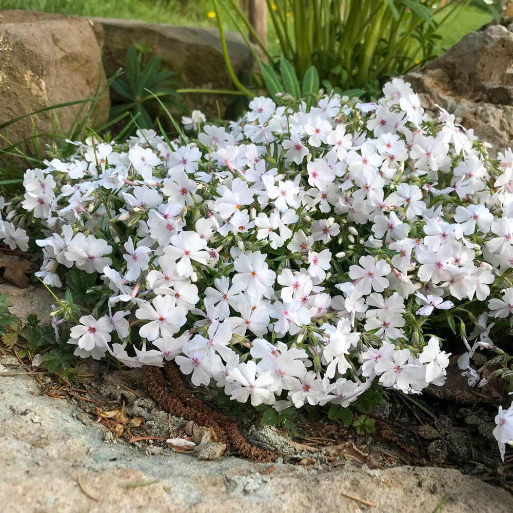Teppichphlox 'Amazing Grace'