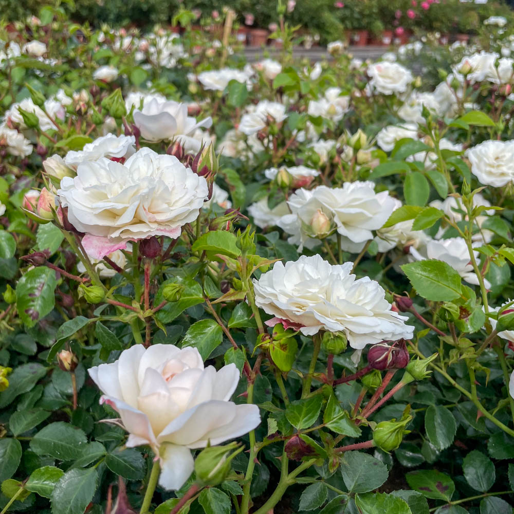 Bodendeckerrose 'Kastelruther Spatzen'