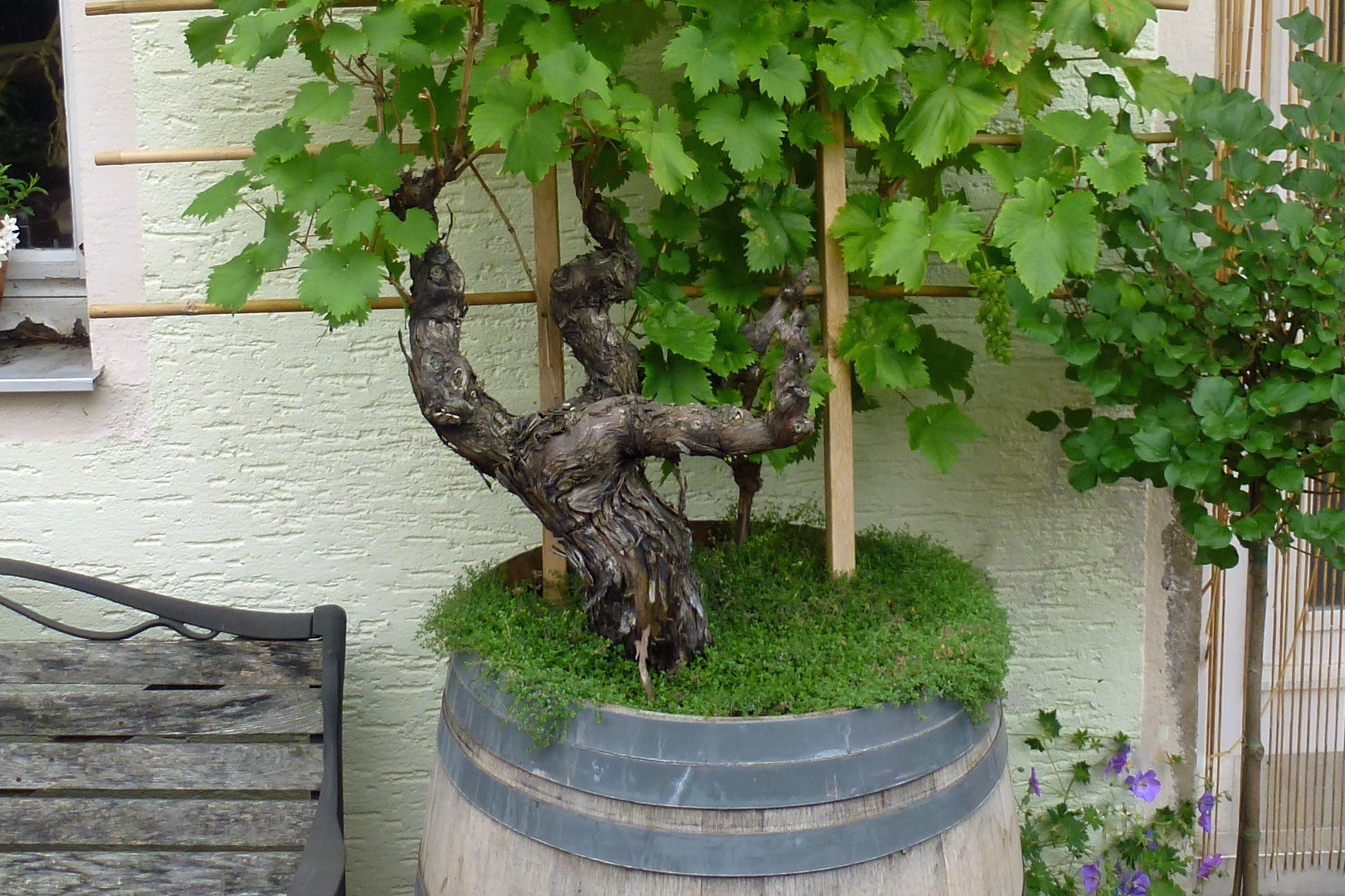 Weinrebe im Kübel