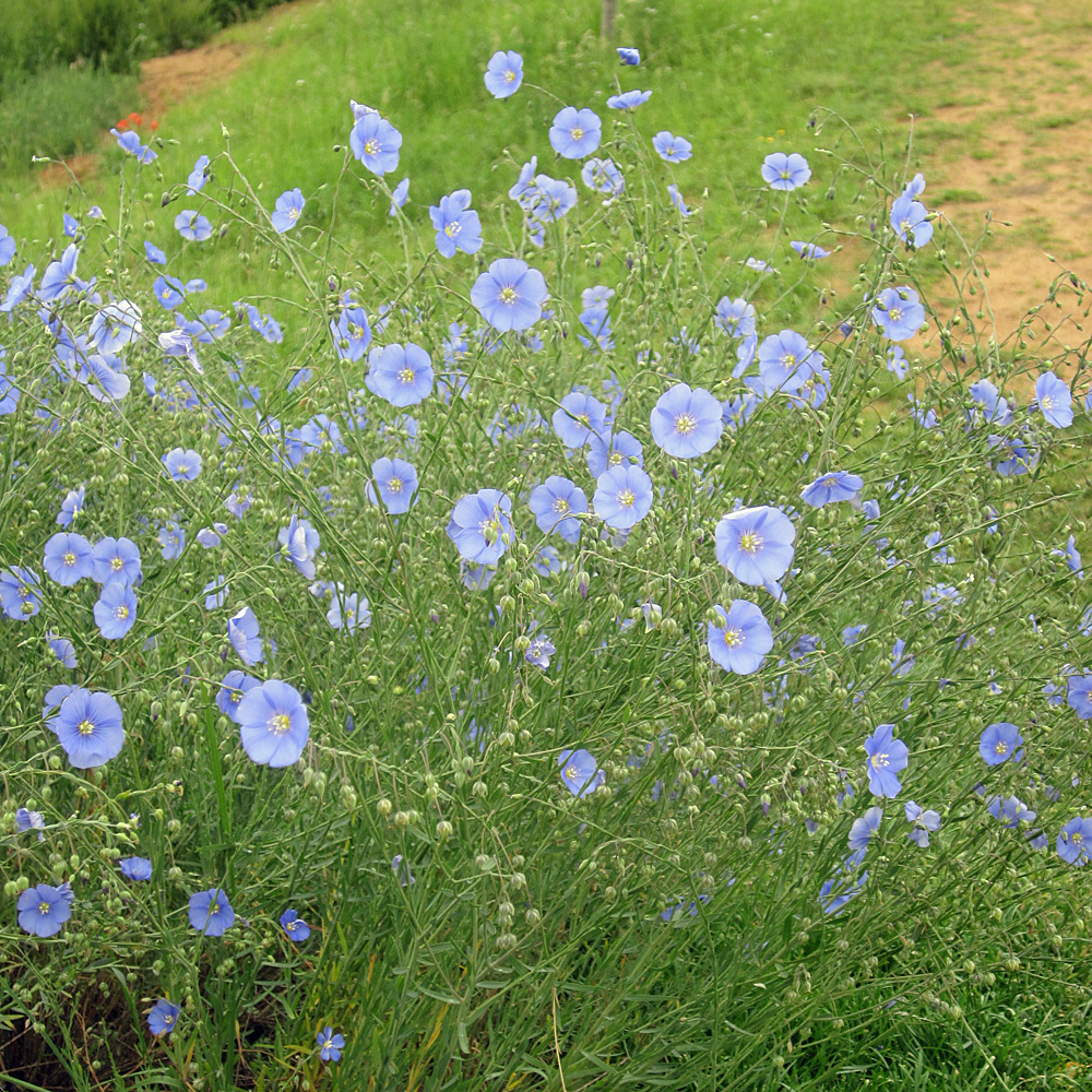 Staudenlein, Linum, Steingarten