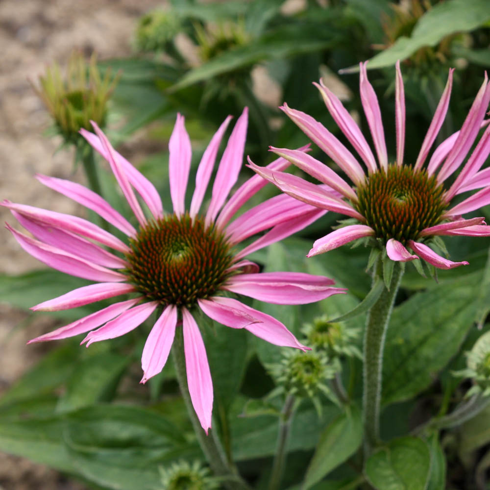 Tennessee Sonnenhut 'Rocky Top'