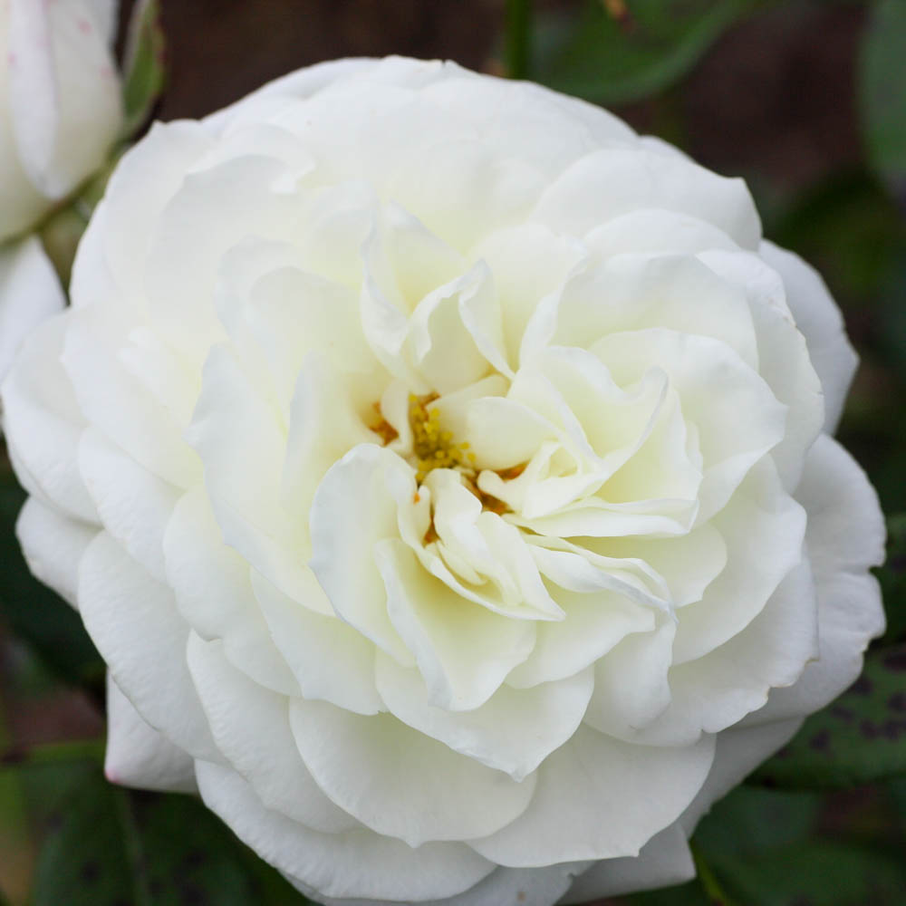 Beetrose 'Alabaster'