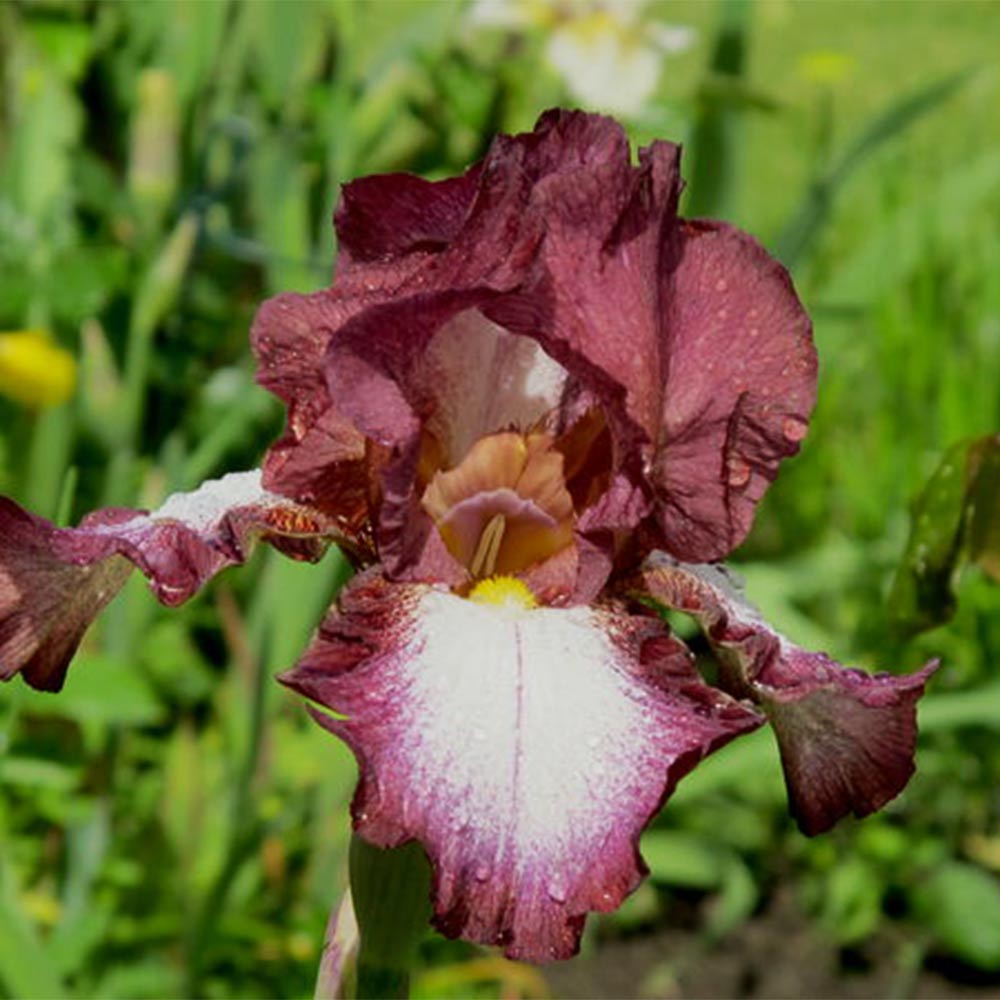 Hohe Bartiris 'Crinoline'