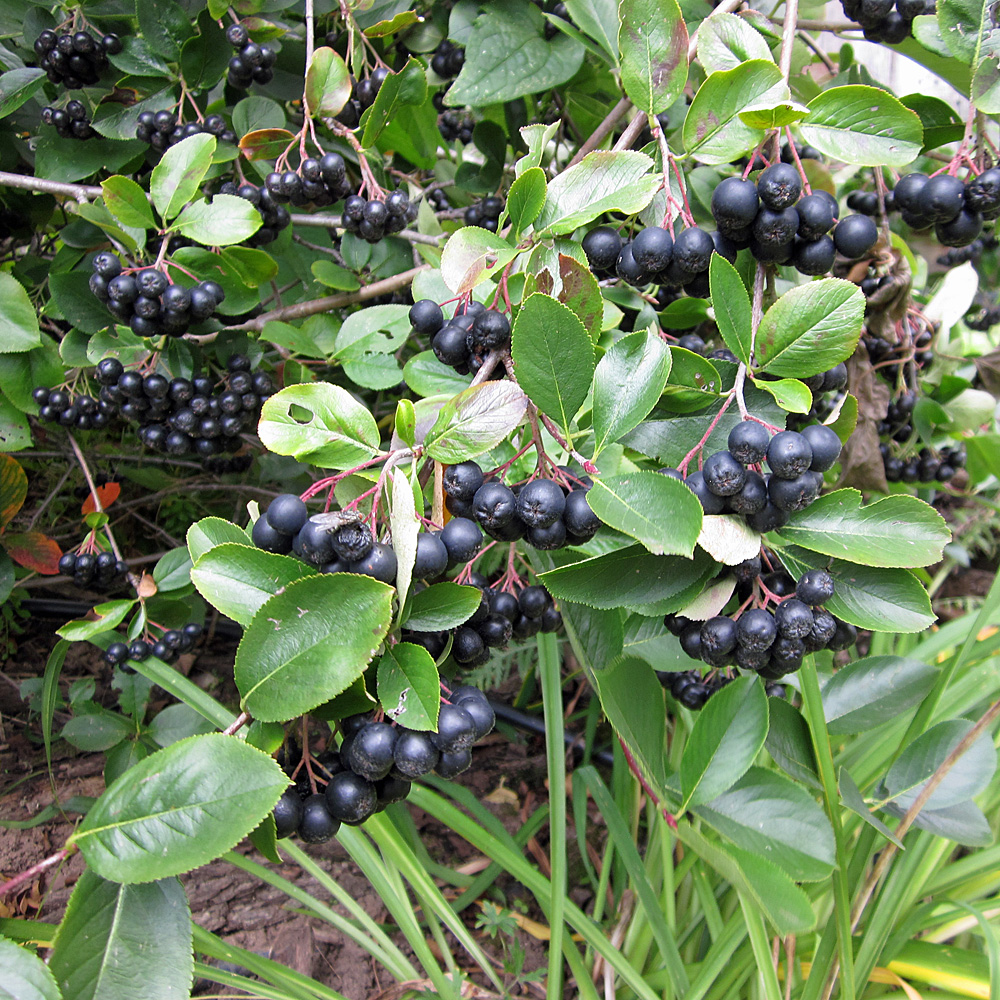 Aronia Apfelbeeere Aron