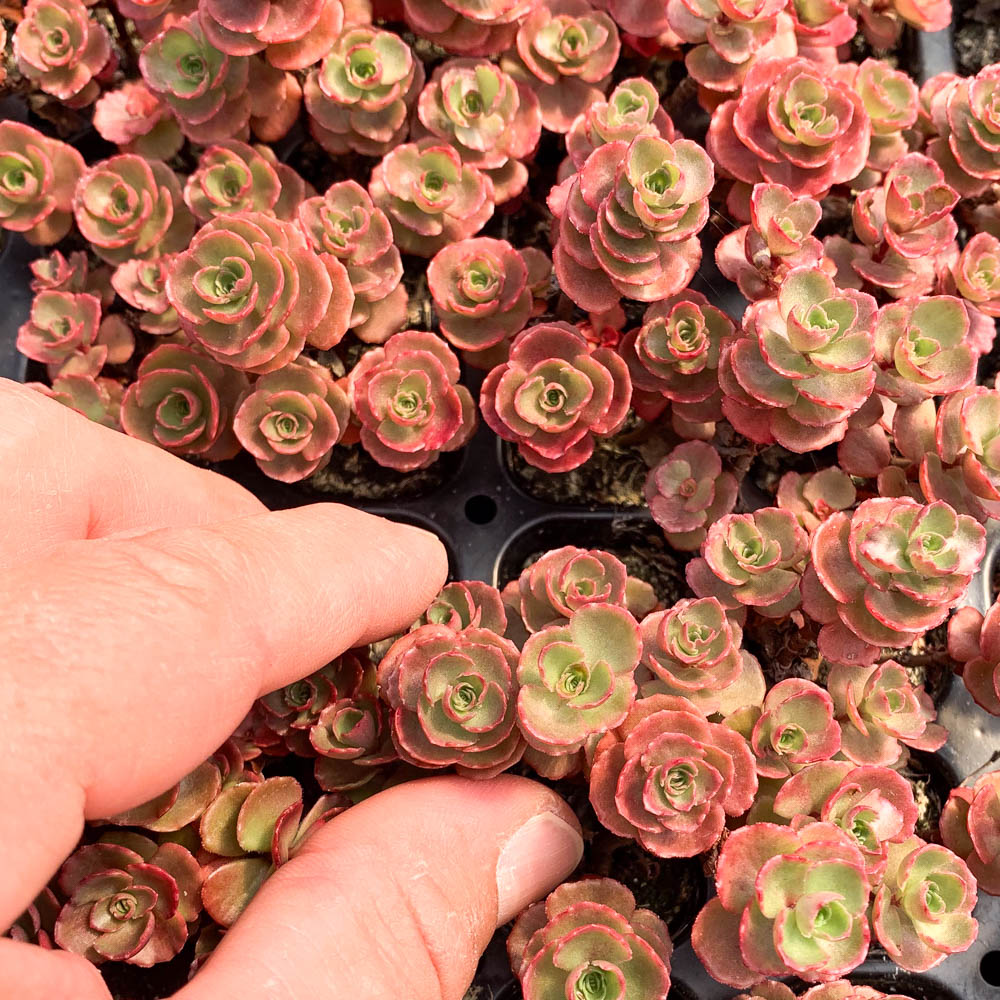 Teppichsedum 'Fuldaglut'