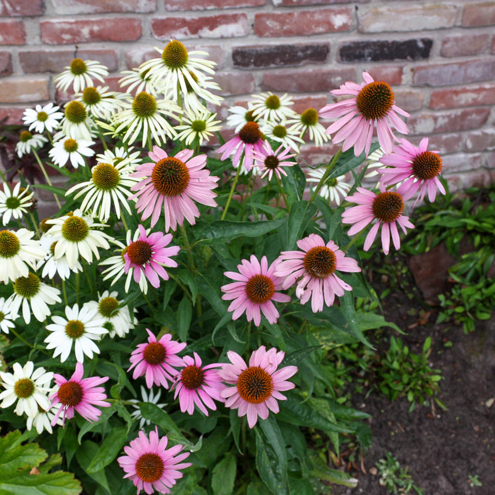 Sonnenhut Magnus, Echinacea, Heilpflanze