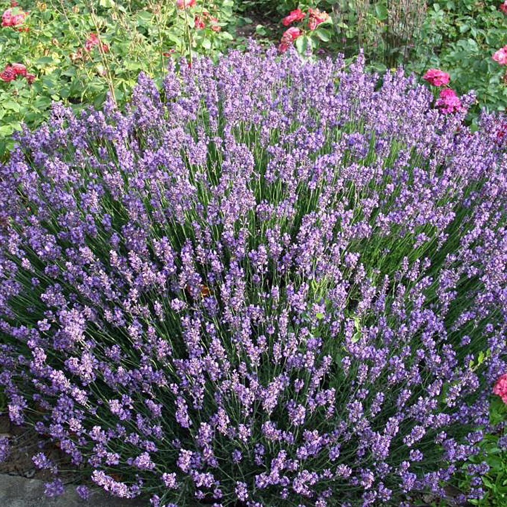 Lavendel Munstead, Lavandula, Bienenweide