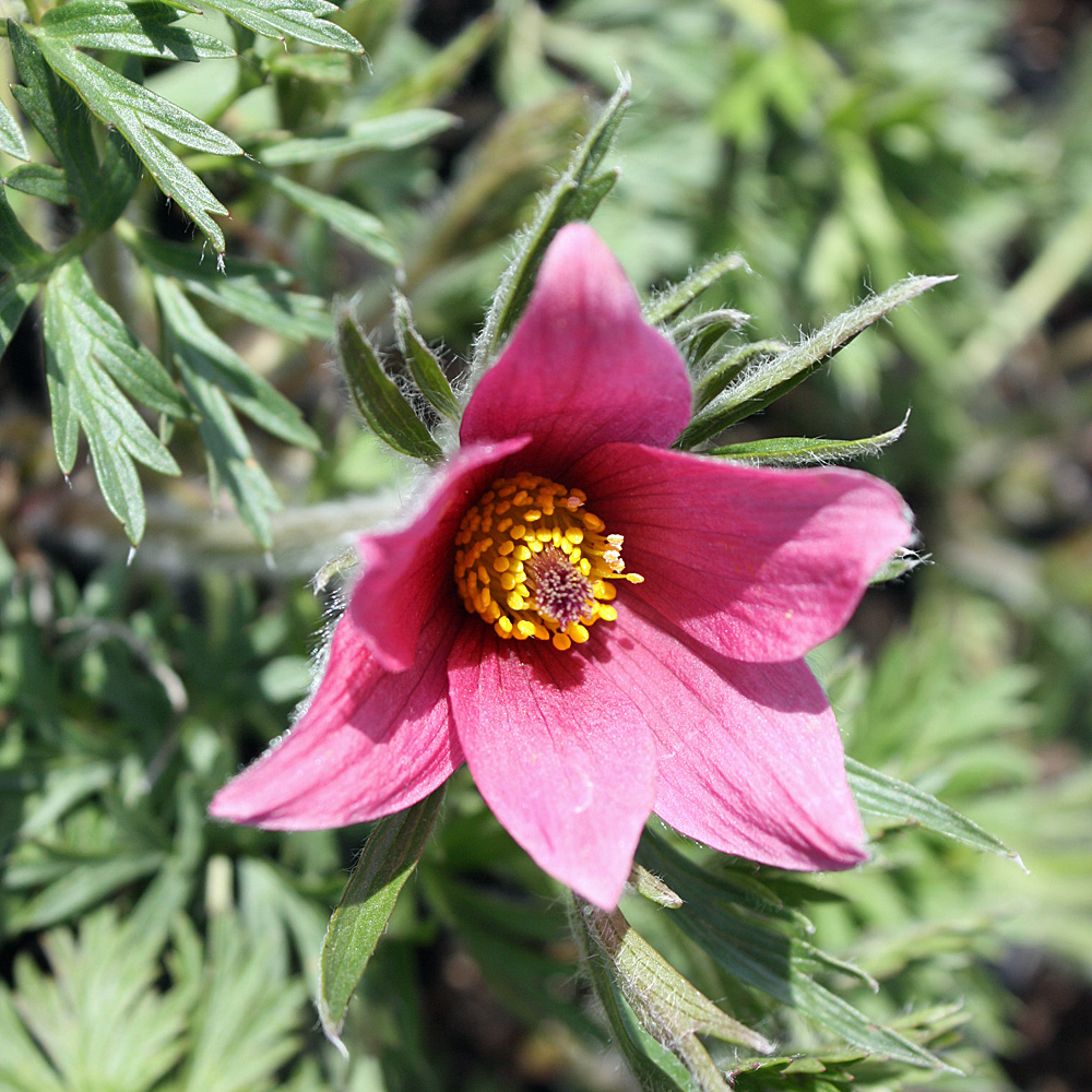 Küchenschelle 'Rote Glocke'