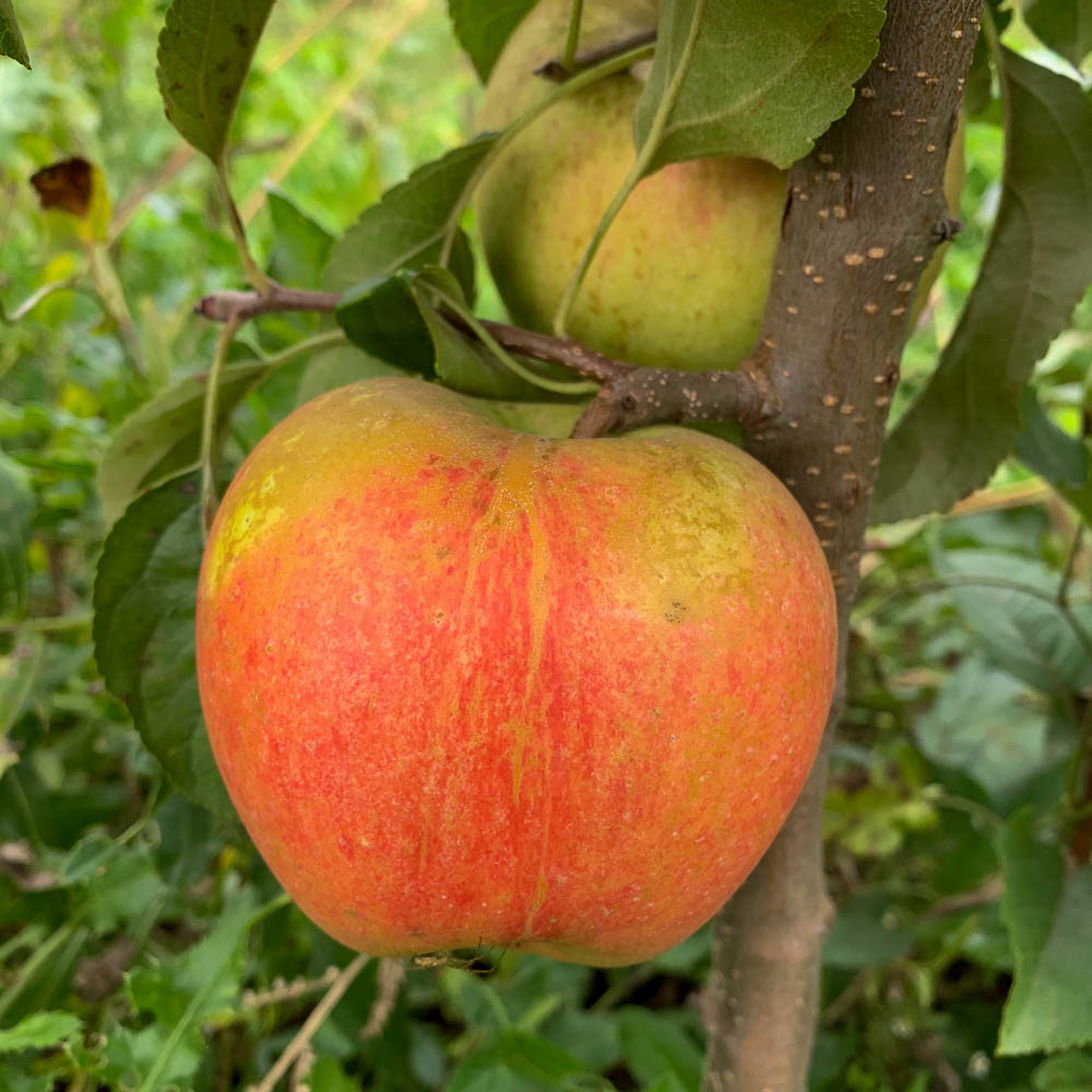 Apfel 'Kalco' syn. 'Carola'