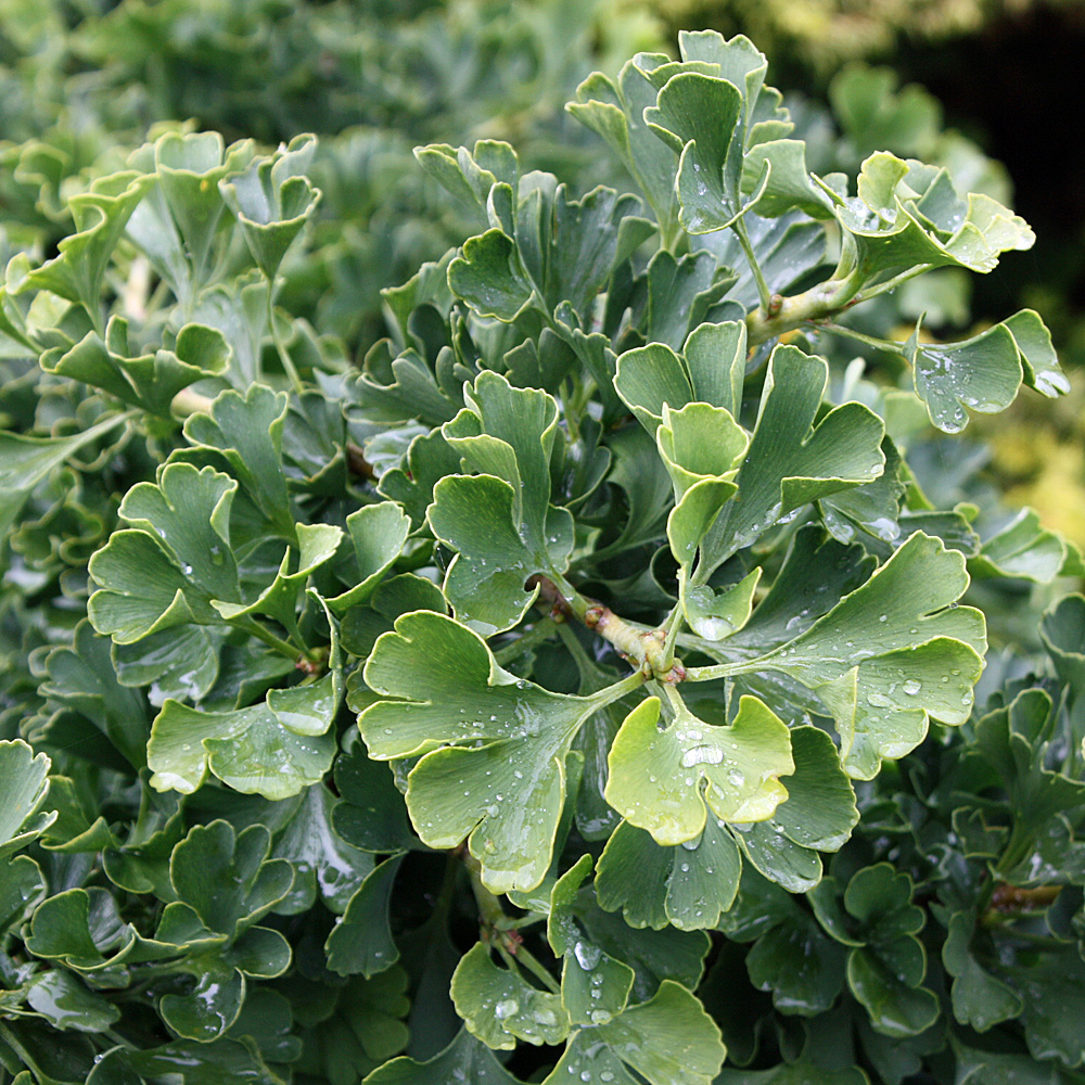 Ginkgo Mariken als Stämmchen