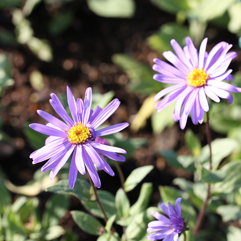 Aster Mönch, Blütenpflanze, Herbst