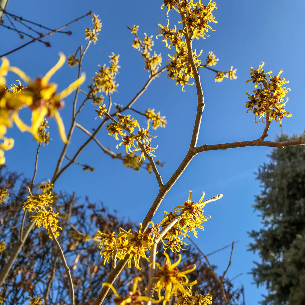 Zaubernuss, Westerstede, Winterblüte, 