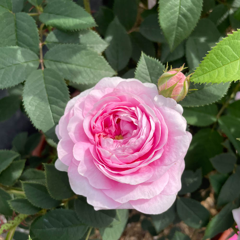 Strauchrose 'Königin von Dänemark'