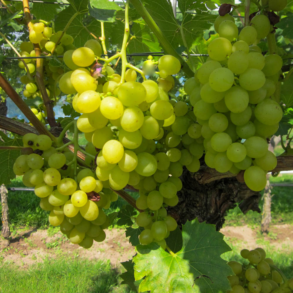 Weinrebe 'Glenora'
