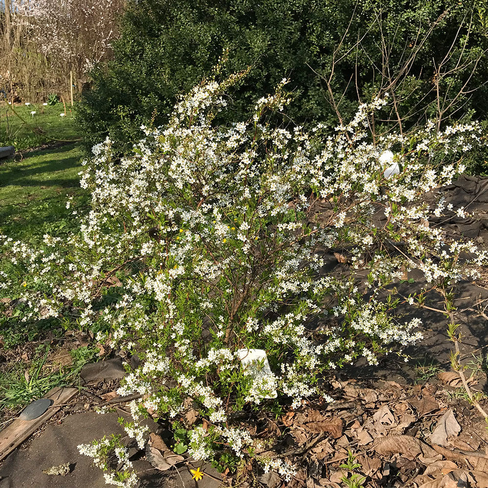 Frühlingsspiere