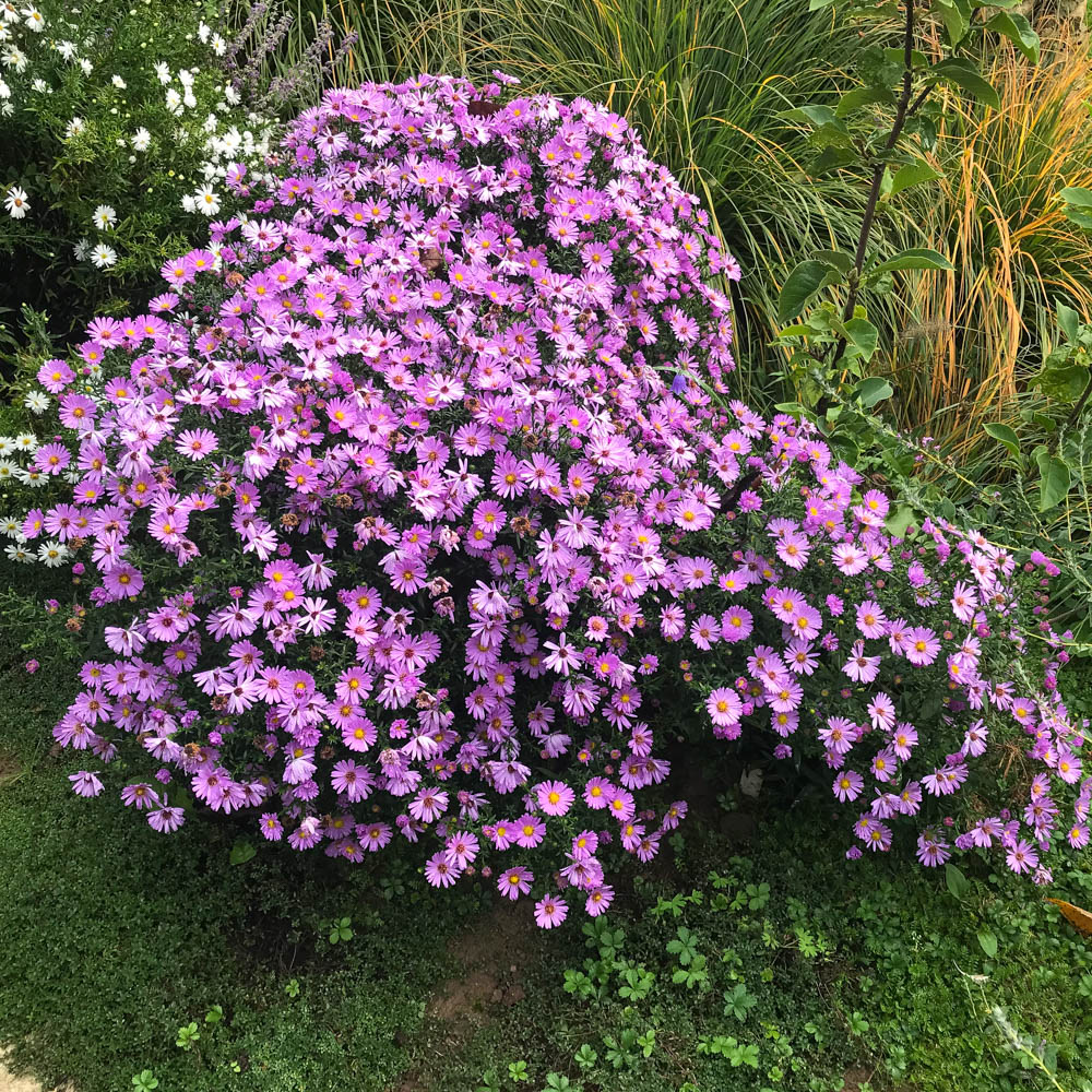 Kissenaster Herbstgruß von Bresserhof, Aster, Herbst