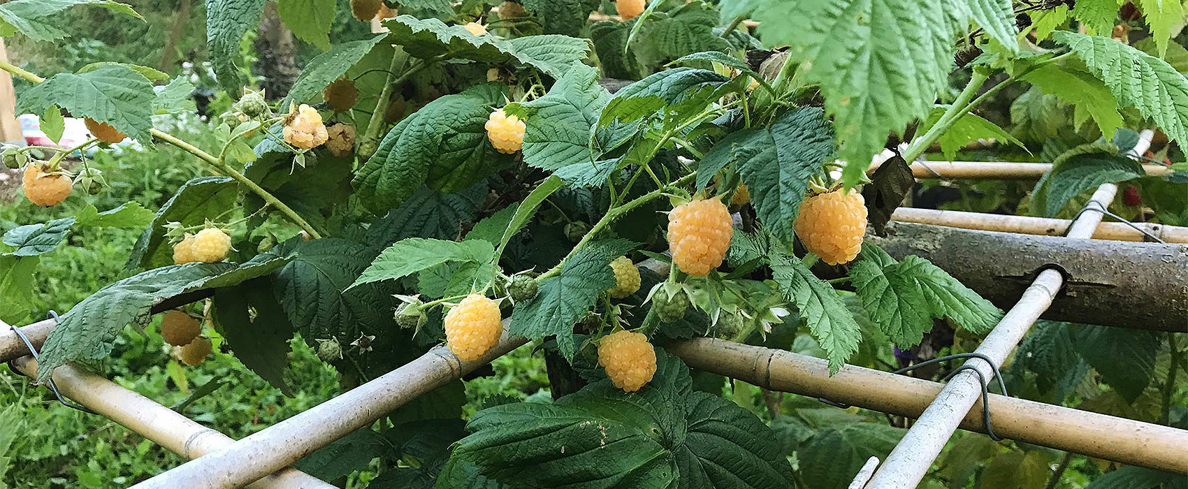 Himbeeren pflanzen und pflegen