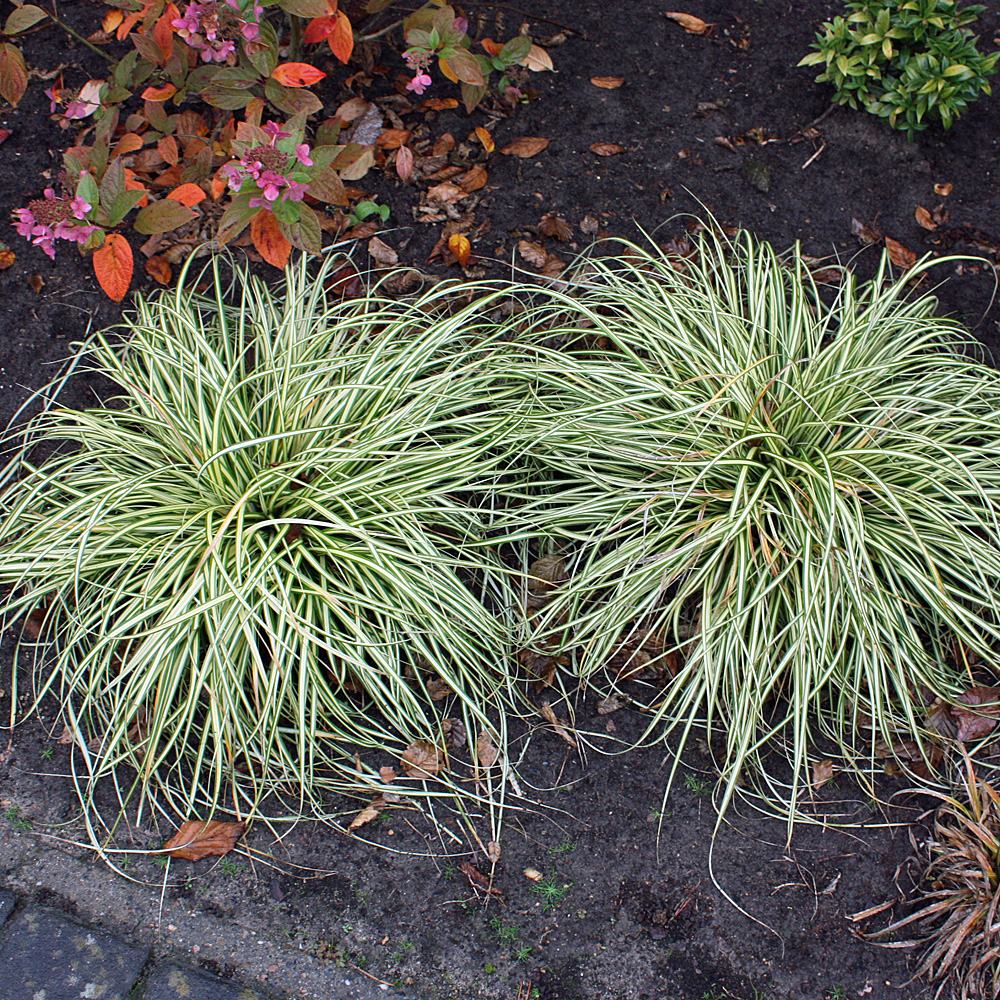 Goldsegge, Carex Evergold, Ziergras