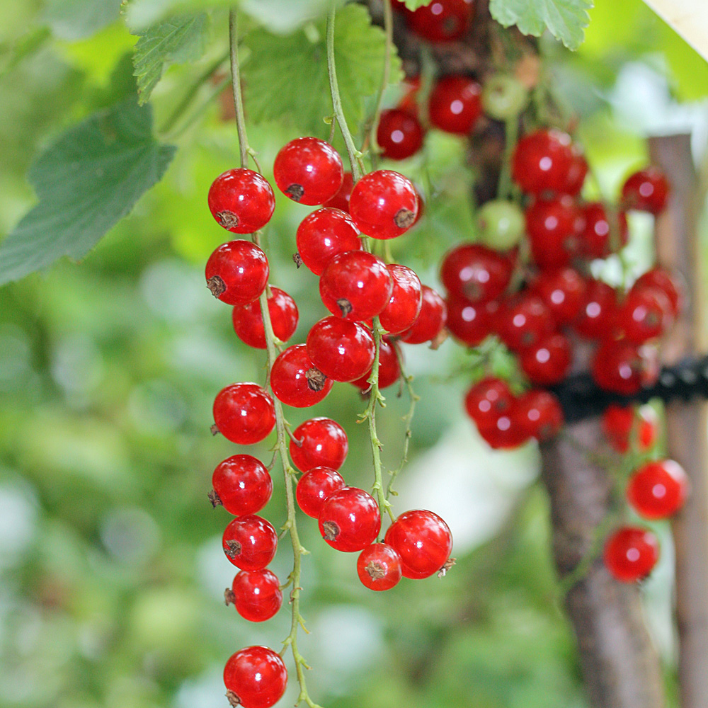 Rote Johannisbeere 'Jonkheer van Tets'