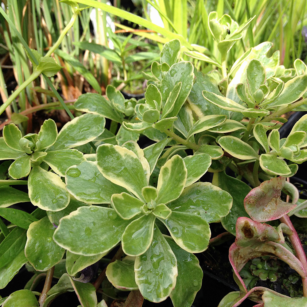 Kamtschatka Fettblatt Variegatum, Sedum, Steingarten, Bodendecker