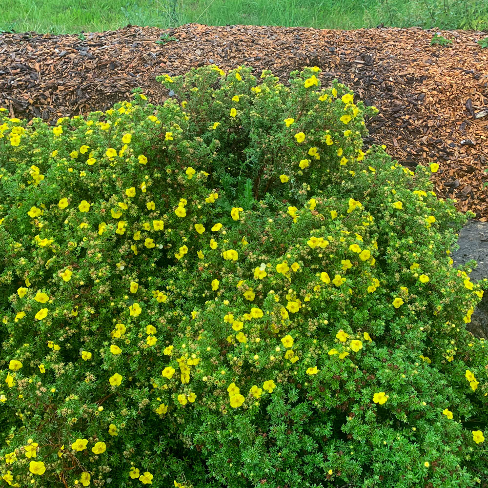Fingerstrauch Kobold, Potentilla, Blütengehölz