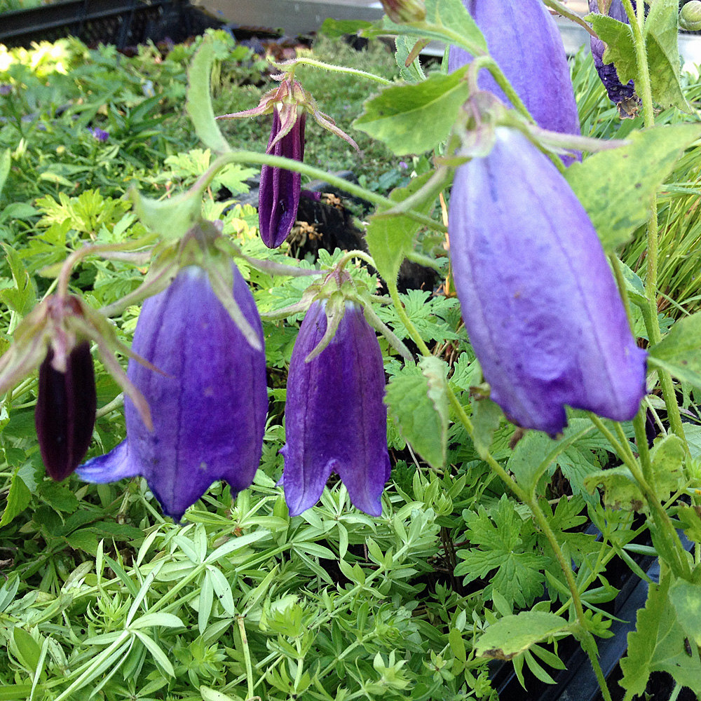 Glockenblume Sarastra, Blütenstaude